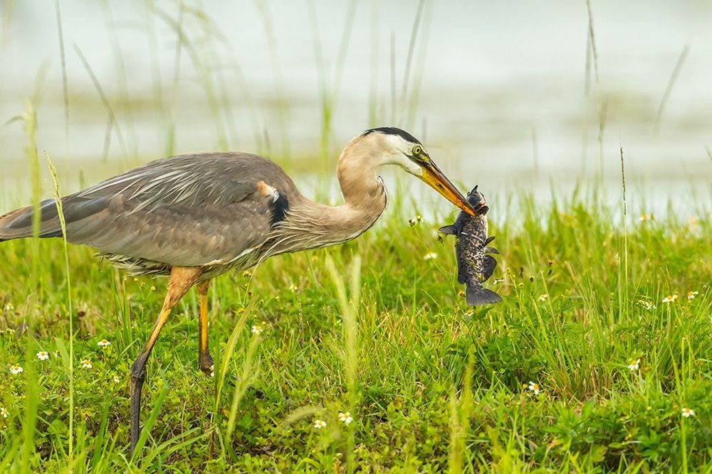 Florida-Lake Apopka Great blue heron with fish catch art print by Jaynes Gallery for $57.95 CAD